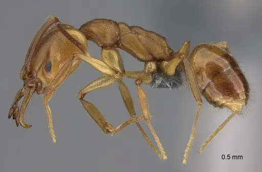 Anochetus neglectus specimen CASENT0379431 image casent0379431_3