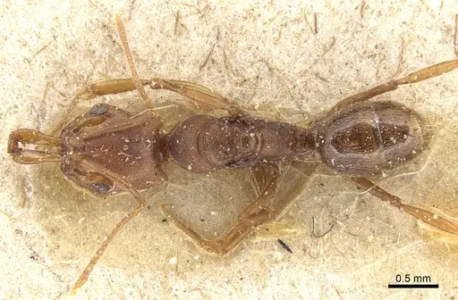 Anochetus neglectus specimen CASENT0903988 image casent0903988_1