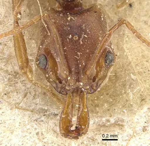 Anochetus neglectus specimen CASENT0903988 image casent0903988_2