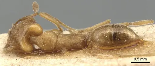 Anochetus neglectus specimen CASENT0903989 image casent0903989_1