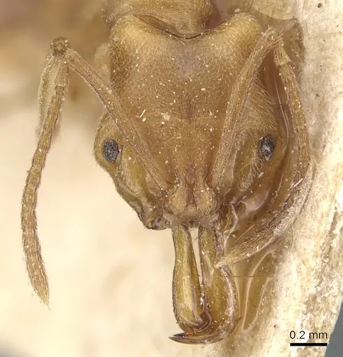 Anochetus neglectus specimen CASENT0903989 image casent0903989_2