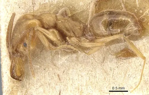 Anochetus neglectus specimen CASENT0903989 image casent0903989_3