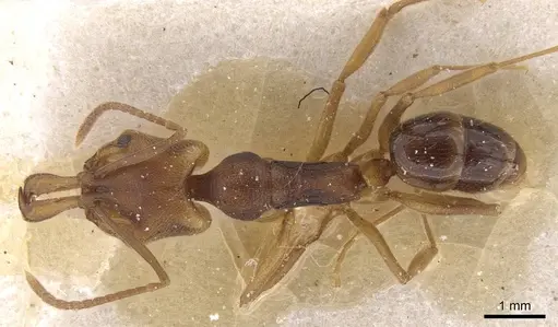Anochetus neglectus specimen CASENT0915162 image casent0915162_1