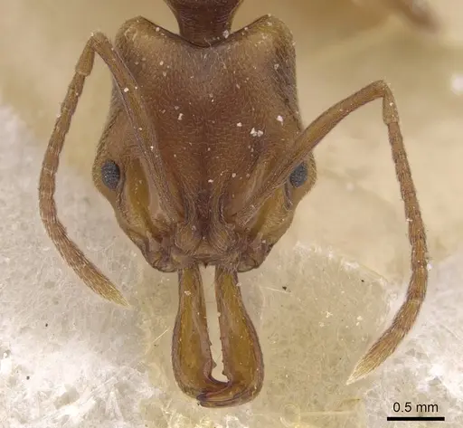 Anochetus neglectus specimen CASENT0915162 image casent0915162_2