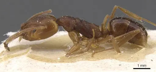 Anochetus neglectus specimen CASENT0915162 image casent0915162_3