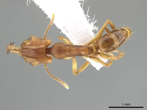 Anochetus neglectus specimen DZUP549116 image dzup549116_1