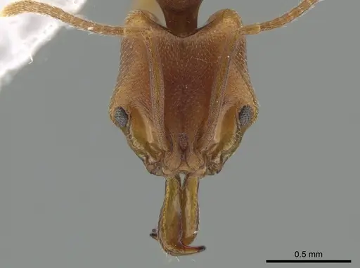 Anochetus neglectus specimen DZUP549116 image dzup549116_2