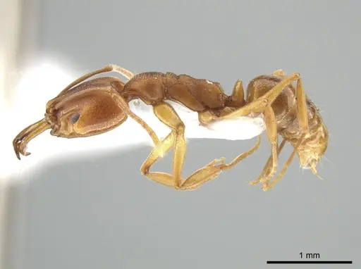 Anochetus neglectus specimen DZUP549116 image dzup549116_3