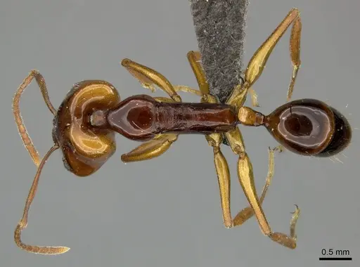 Anochetus obscuratus specimen CASENT0235363 image casent0235363_1