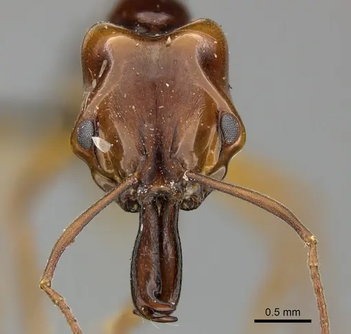 Anochetus obscuratus specimen CASENT0235363 image casent0235363_2
