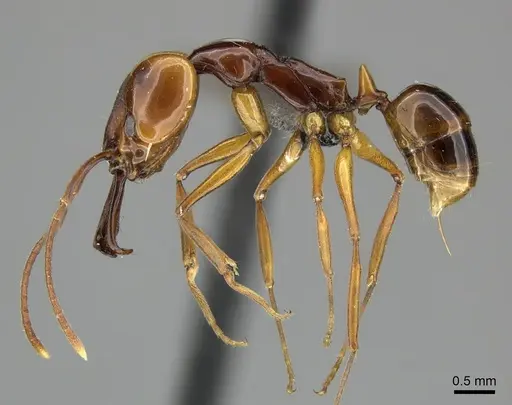Anochetus obscuratus specimen CASENT0235363 image casent0235363_3