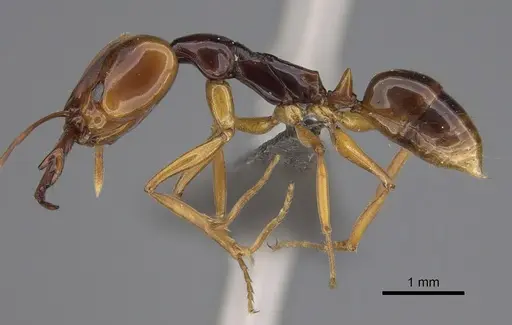 Anochetus obscuratus specimen CASENT0820822 image casent0820822_1
