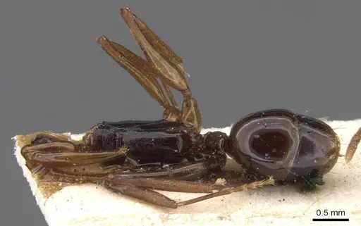 Anochetus obscuratus specimen CASENT0915163 image casent0915163_1