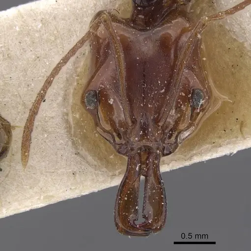 Anochetus obscuratus specimen CASENT0915163 image casent0915163_2