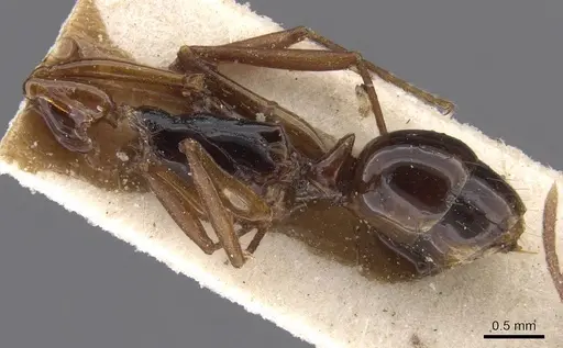 Anochetus obscuratus specimen CASENT0915163 image casent0915163_3