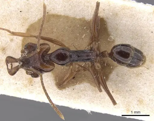 Anochetus obscuratus specimen CASENT0915164 image casent0915164_1