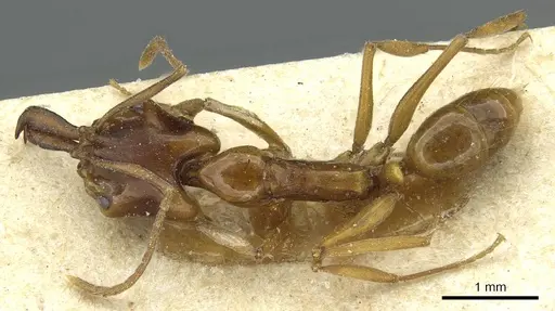 Anochetus obscuratus specimen RMCAENT000017741 image rmcaent000017741_1