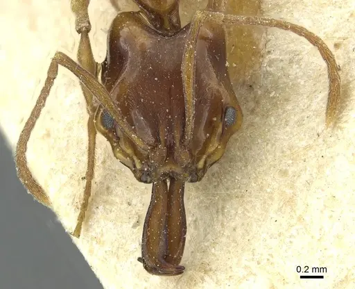 Anochetus obscuratus specimen RMCAENT000017741 image rmcaent000017741_2