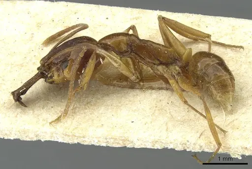 Anochetus obscuratus specimen RMCAENT000017741 image rmcaent000017741_3
