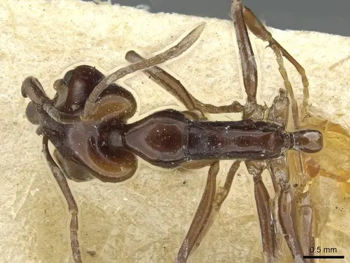 Anochetus obscuratus specimen RMCAENT000017742 image rmcaent000017742_1