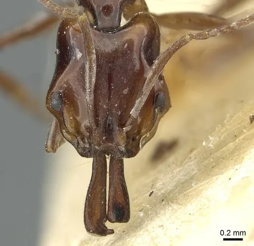 Anochetus obscuratus specimen RMCAENT000017742 image rmcaent000017742_2