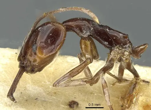 Anochetus obscuratus specimen RMCAENT000017742 image rmcaent000017742_3