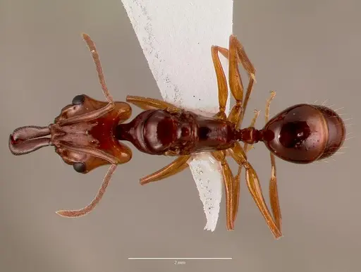 Anochetus obscuratus specimen SAM-HYM-C009619 image sam-hym-c009619_1