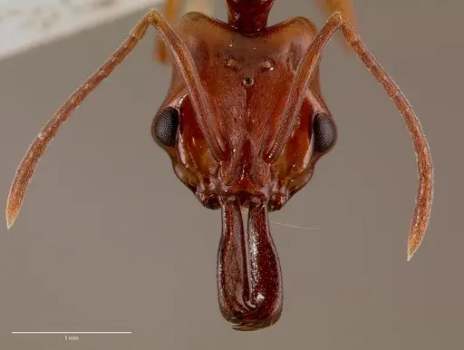 Anochetus obscuratus specimen SAM-HYM-C009619 image sam-hym-c009619_2