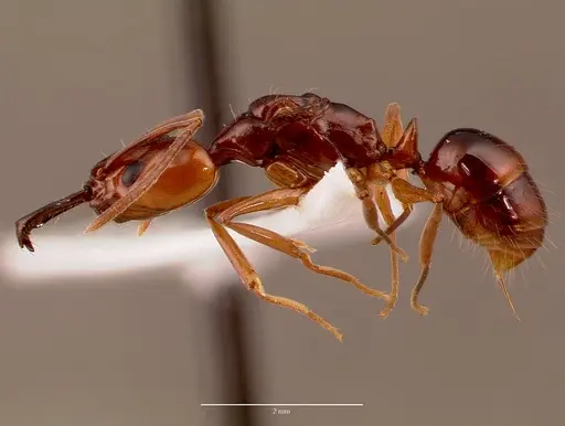Anochetus obscuratus specimen SAM-HYM-C009619 image sam-hym-c009619_3