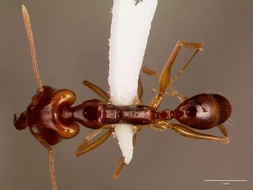 Anochetus obscuratus specimen SAM-HYM-C010189A image sam-hym-c010189a_1