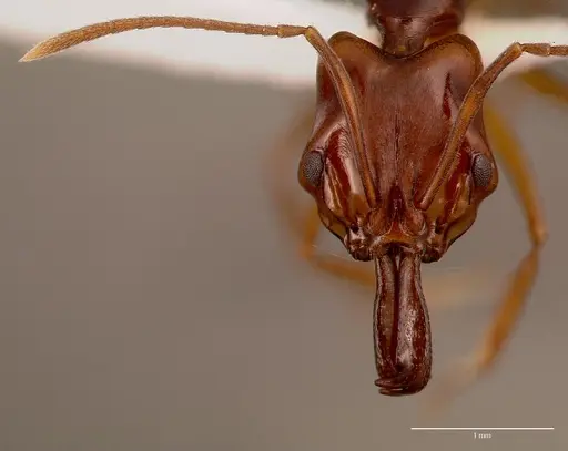 Anochetus obscuratus specimen SAM-HYM-C010189A image sam-hym-c010189a_2