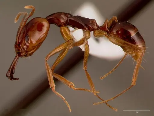 Anochetus obscuratus specimen SAM-HYM-C010189A image sam-hym-c010189a_3