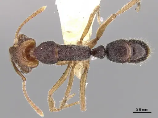 Anochetus obscurior specimen CASENT0281883 image casent0281883_1