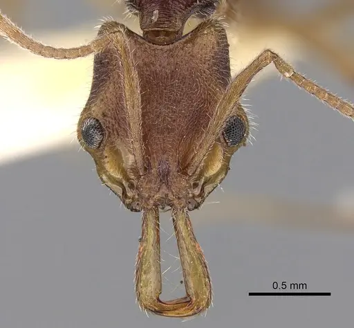 Anochetus obscurior specimen CASENT0281883 image casent0281883_2