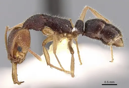 Anochetus obscurior specimen CASENT0281883 image casent0281883_3