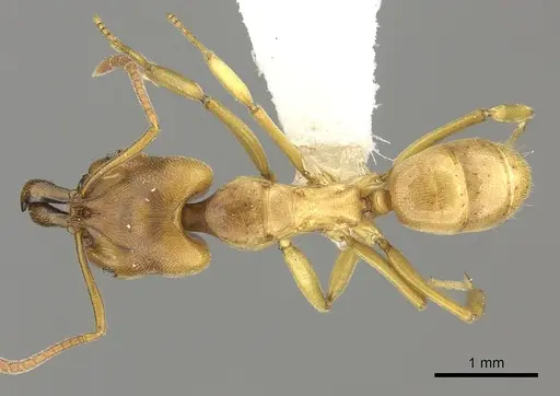 Anochetus orchidicola specimen CASENT0260503 image casent0260503_1