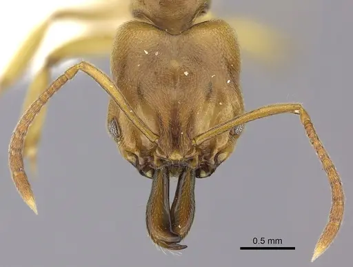 Anochetus orchidicola specimen CASENT0260503 image casent0260503_2