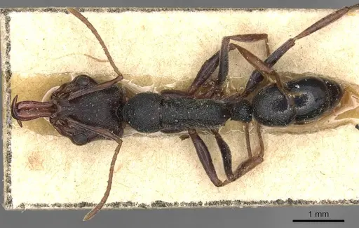 Anochetus orientalis specimen CASENT0915494 image casent0915494_1