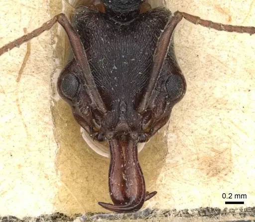 Anochetus orientalis specimen CASENT0915494 image casent0915494_2