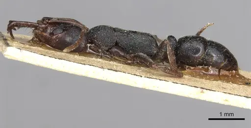 Anochetus orientalis specimen CASENT0915494 image casent0915494_3