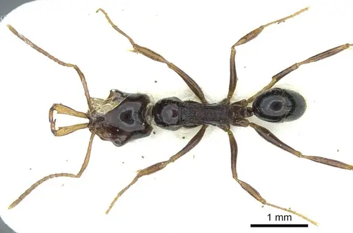 Anochetus pangantihoni specimen CASENT0915891 image casent0915891_1