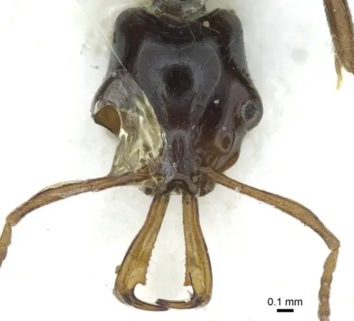 Anochetus pangantihoni specimen CASENT0915891 image casent0915891_2