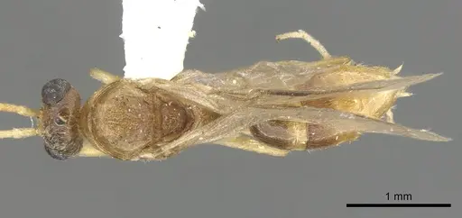 Anochetus pangens specimen CASENT0902445 image casent0902445_1