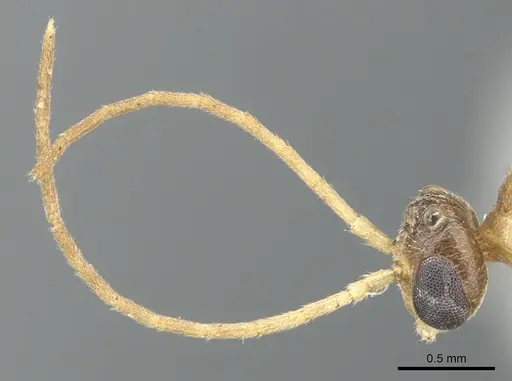 Anochetus pangens specimen CASENT0902445 image casent0902445_3