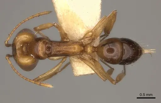 Anochetus paripungens specimen CASENT0217510 image casent0217510_1