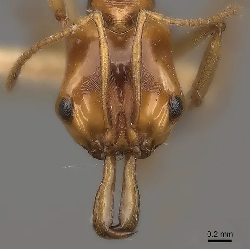 Anochetus paripungens specimen CASENT0217510 image casent0217510_2
