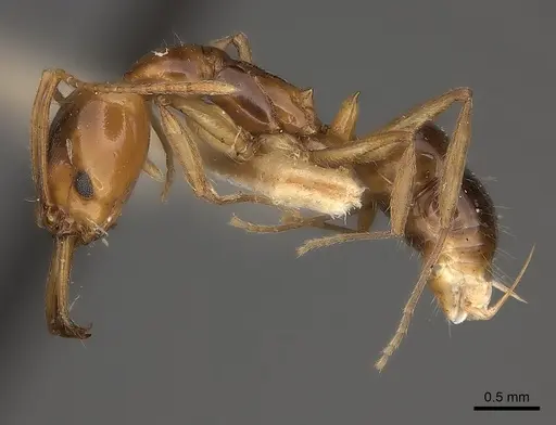 Anochetus paripungens specimen CASENT0217510 image casent0217510_3