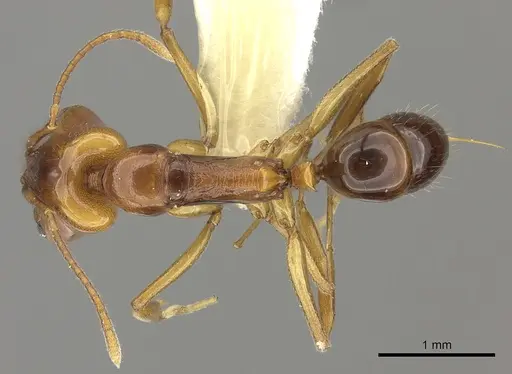 Anochetus paripungens specimen CASENT0260504 image casent0260504_1