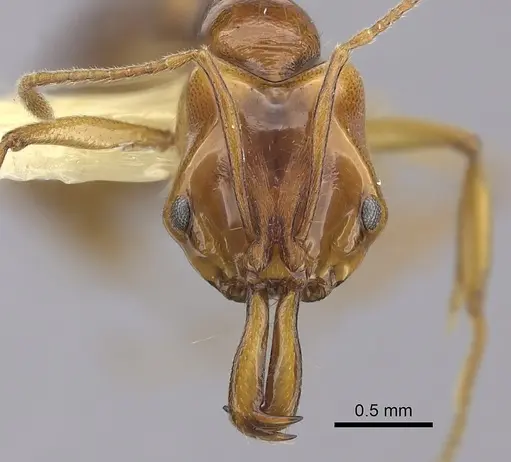 Anochetus paripungens specimen CASENT0260504 image casent0260504_2