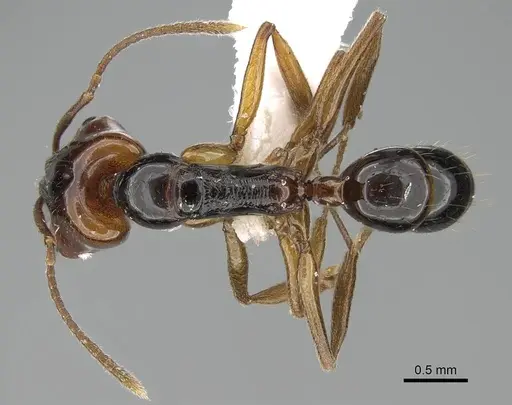 Anochetus paripungens specimen CASENT0746783 image casent0746783_1